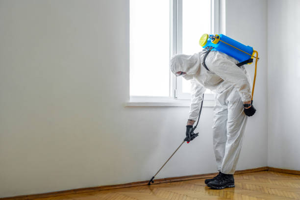 Best Local Pest Control Services  in Lubbock, TX
