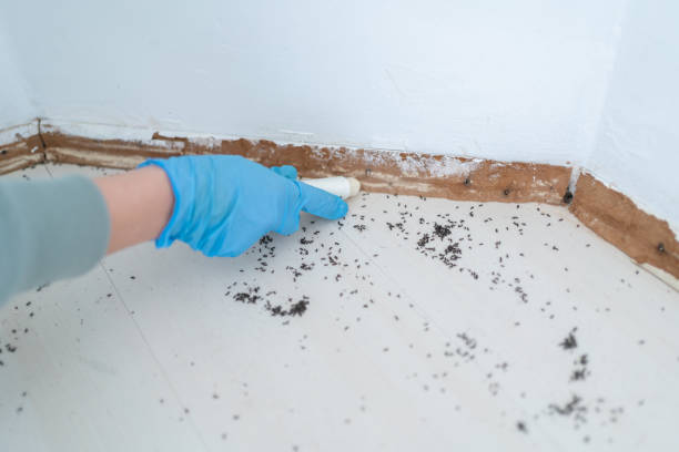 Best Emergency Pest Control  in Lubbock, TX